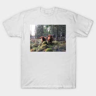 Scottish Highland Cattle Cow and Calf 1593 T-Shirt